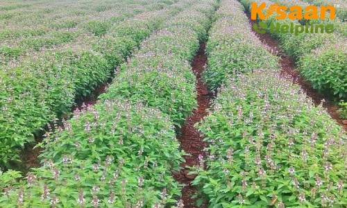 आइये जानते है तुलसी की फसल में लगने वाले हानिकारक कीट एवं रोग के रोकथाम के उपाय और उर्वरक प्रबंधन के बारे में